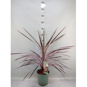 Cordyline   ...