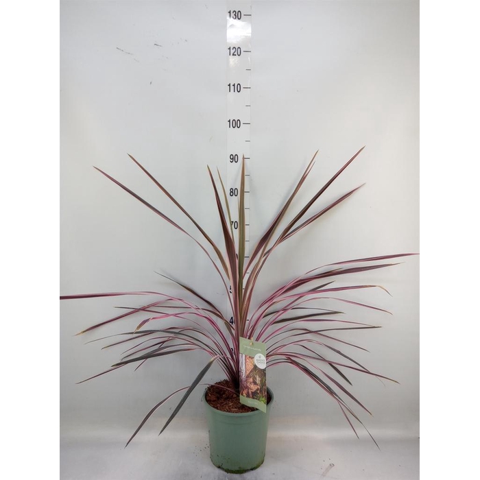 <h4>Cordyline   ...</h4>
