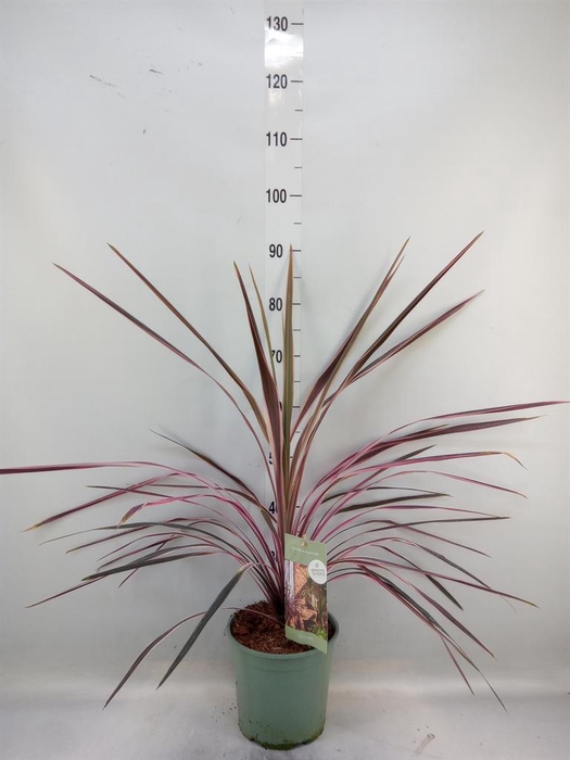 Cordyline   ...