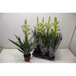 arr8 Till Oerstediana