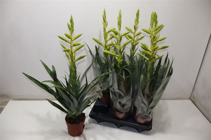 <h4>arr8 Till Oerstediana</h4>