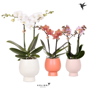 Kolibri Orchids Phalaenopsis mix 2 spike in Scandic pot mix