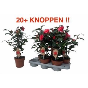 Came Re Mary William 20 Knoppen