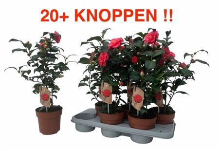 <h4>Came Re Mary William 20 Knoppen</h4>