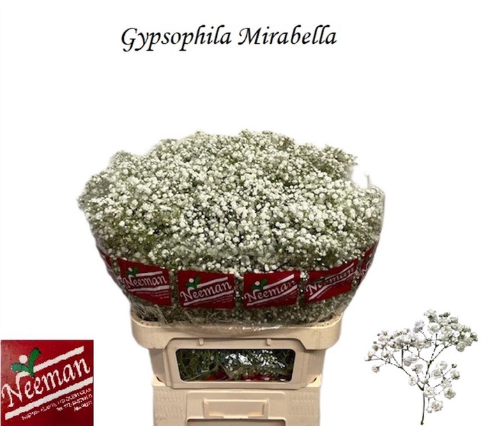 <h4>GYPS PA MIRABELLA</h4>