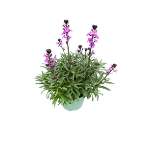 Erysimum linifolium Bowles Mauve