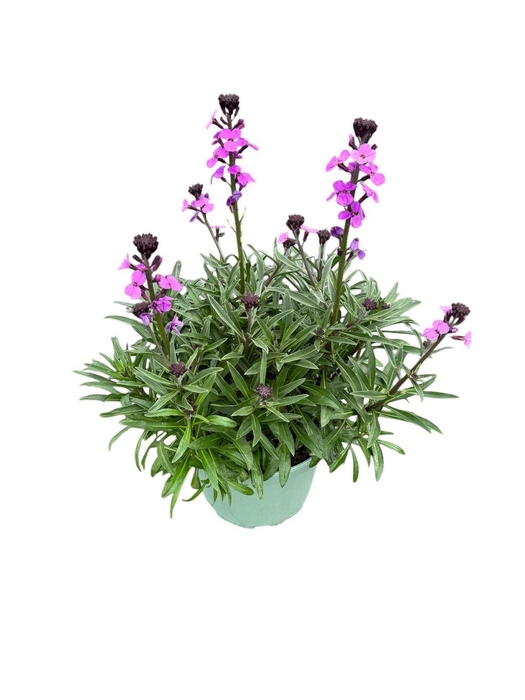 <h4>Erysimum linifolium Bowles Mauve</h4>