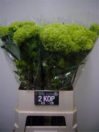 <h4>Viburnum Roseum St</h4>