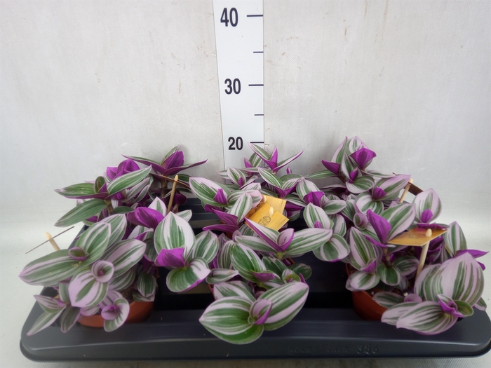 Tradescantia albif. 'Nanouk'