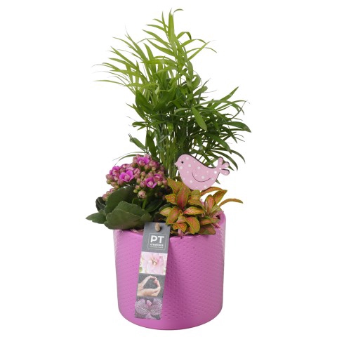 <h4>PTIB7408 Arrangementen kamerplanten</h4>