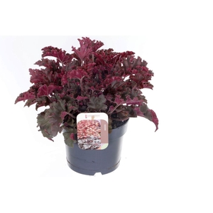 Heuchera Melting Fire