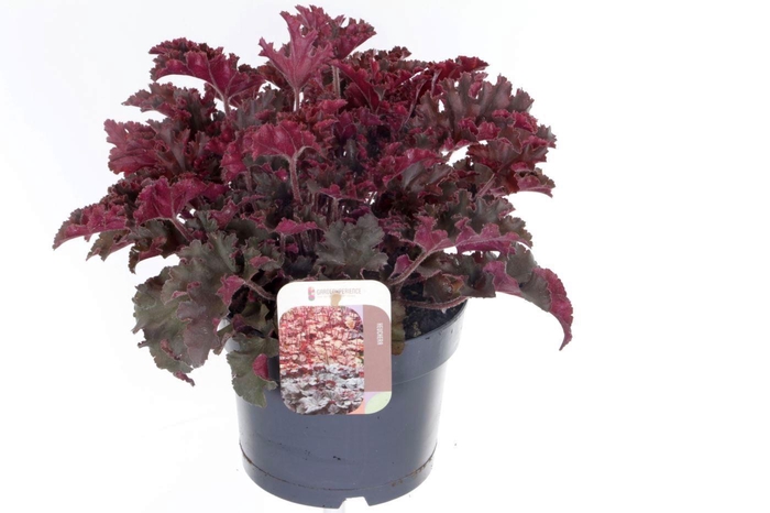 <h4>Heuchera Melting Fire</h4>