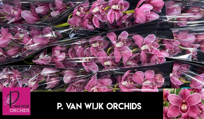 <h4>CYMB T MONICA</h4>