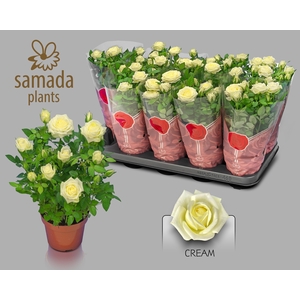 RO TUNESIE  CREAM ST