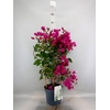 Bougainvillea  'Sanderiana'