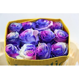 R Gr Rainbow Pink Lavender