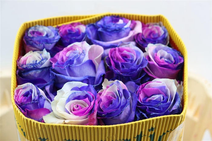 <h4>R Gr Rainbow Pink Lavender</h4>