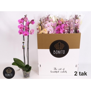 PHAL GEM 8 KL