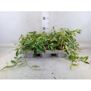 Ficus sagittata
