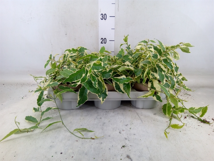 <h4>Ficus sagittata</h4>