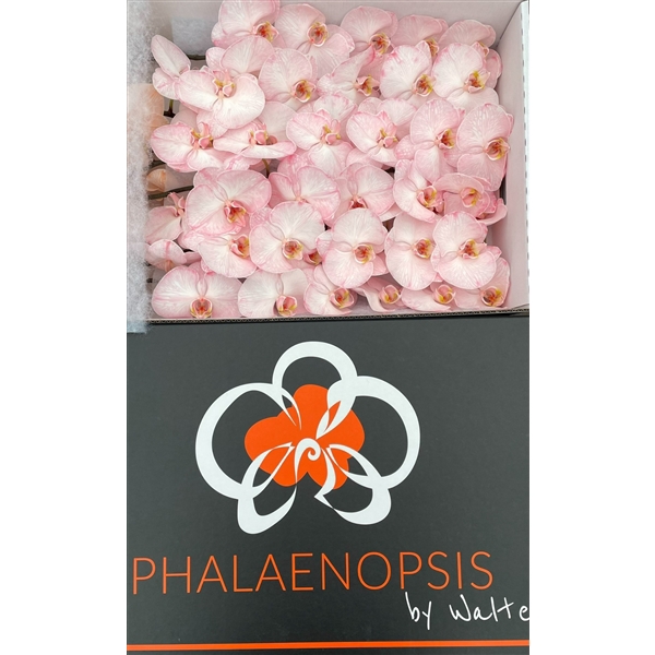 <h4>Phal Coloured Candy</h4>