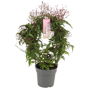 Jasminum Polyanthum boog JAS12BOOG300R