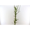 Perenhout Large 200cm Pst