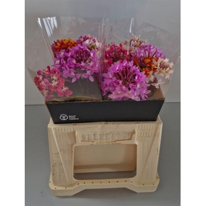 Epidendrum Mixed