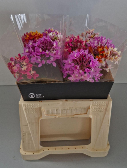 <h4>Epidendrum Mixed</h4>