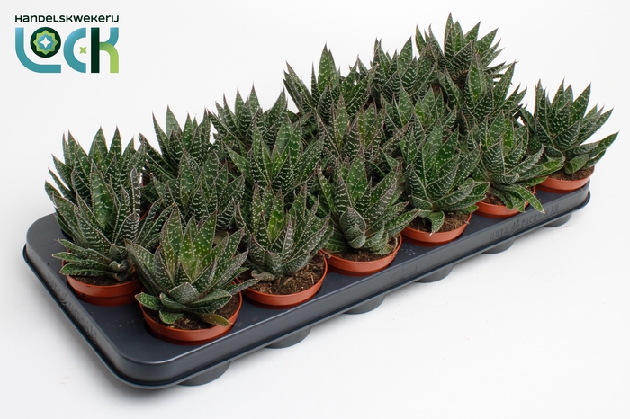 <h4>Gasteria Apollo</h4>