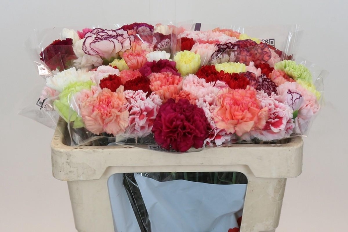 <h4>Dianthus St Rainbow</h4>