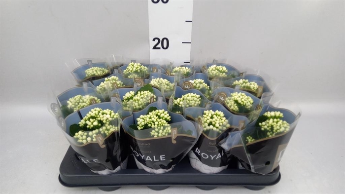 <h4>Kalanchoe blos. 'RosDon Dione'</h4>