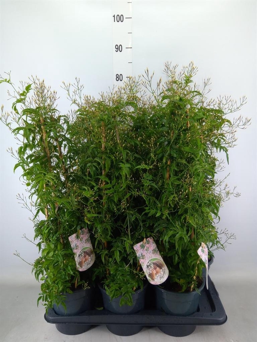 <h4>Jasminum polyanthum</h4>