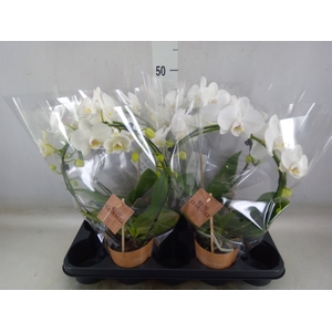 Phalaenopsis   ...