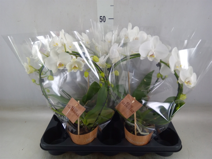 <h4>Phalaenopsis   ...</h4>