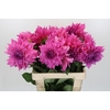 Dahlia Cafe Au Lait Rose