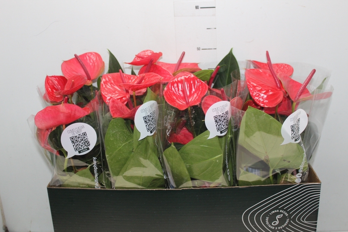 <h4>ANTHURIUM CASANOVA P15 VERMELHO</h4>