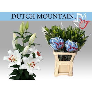 LI OR DUTCH MOUNTAIN