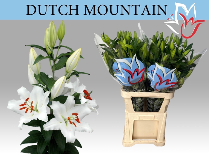 <h4>LI OR DUTCH MOUNTAIN</h4>