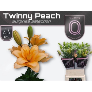 LI LA TWINNY PEACH DOUBLE