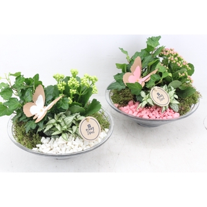 arr2 PL - Glas schaal 23cm - roze/wit