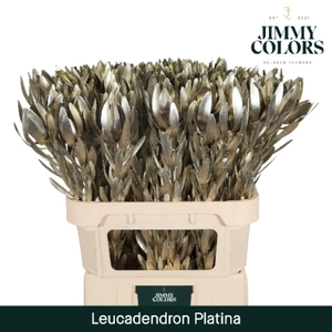 Leucadendron gekleurd Mtlc. Platina