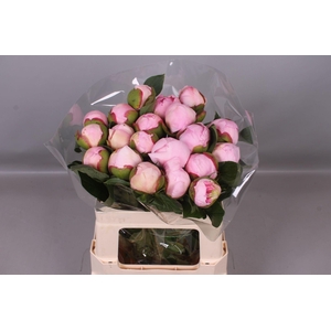 Paeonia Angel Cheeks | Heavy Quality