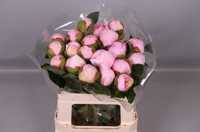 <h4>Paeonia Angel Cheeks | Heavy Quality</h4>