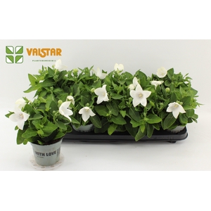 Platycodon 12cm astra Wit