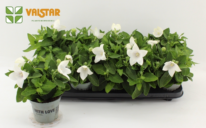 <h4>Platycodon 12cm astra Wit</h4>