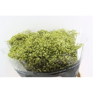 Gyps Pa. Green Forest