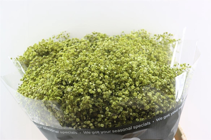 <h4>Gyps Pa. Green Forest</h4>