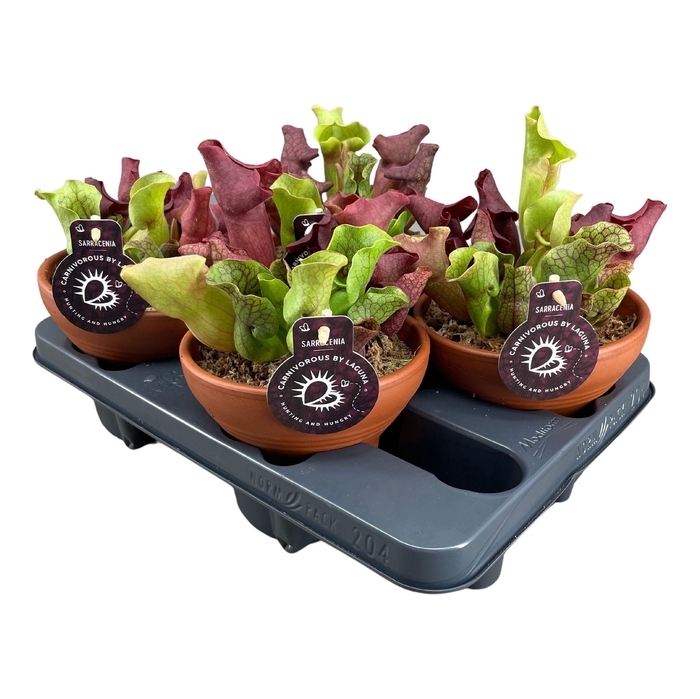 <h4>Sarracenia Gemengd Keramiek Terracotta Schaal</h4>