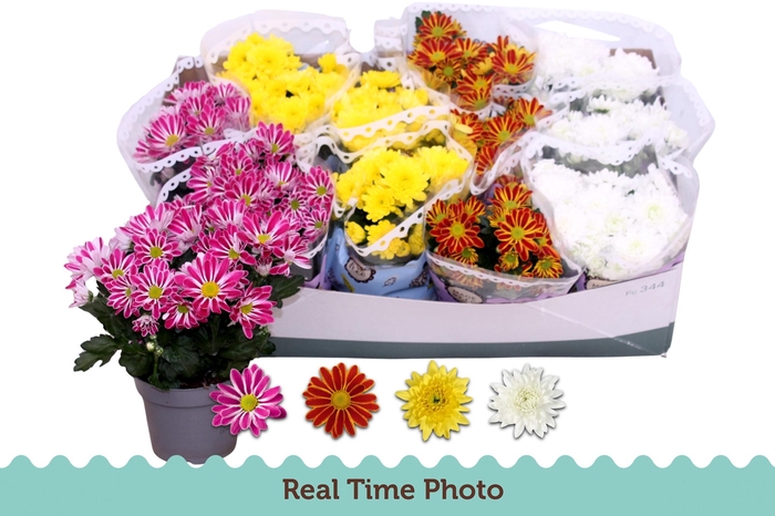 <h4>CHRYS GEM 4 KL</h4>